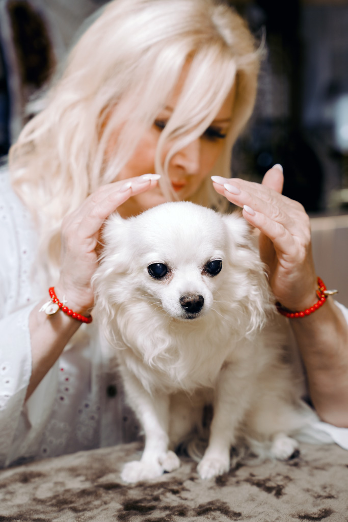 Rachel Jeitz-soins énergétique sur le chien