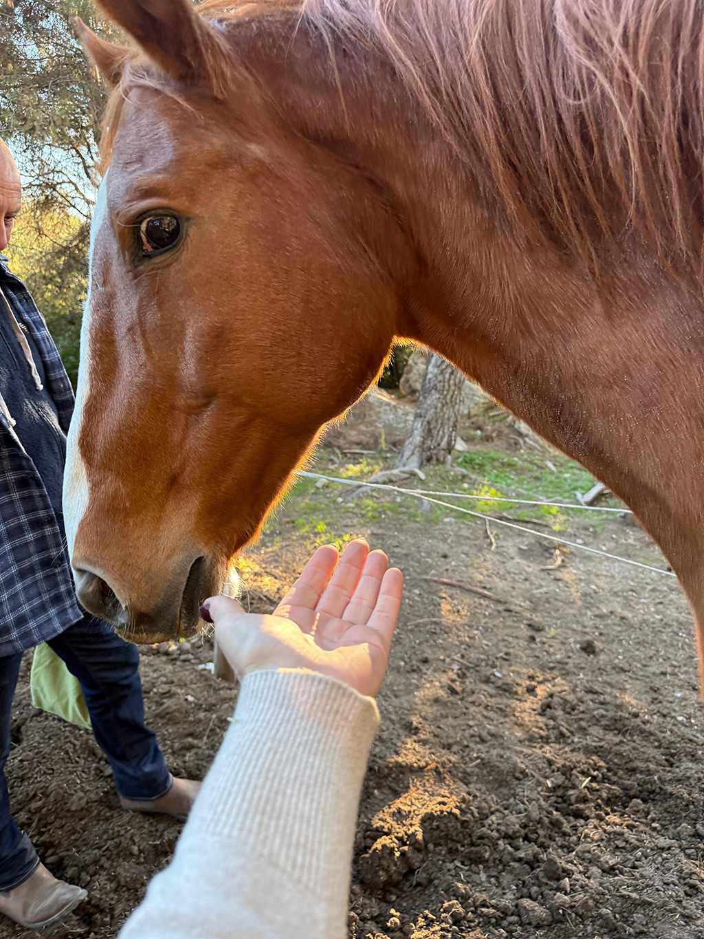 Soins et fleurs de Bach aux animaux
