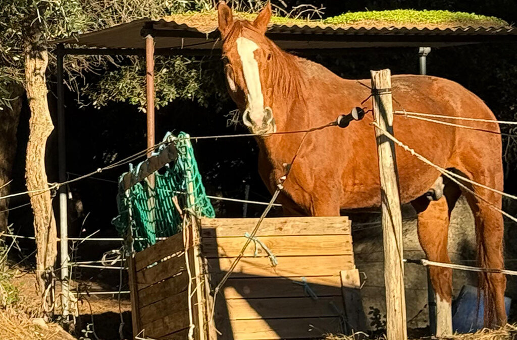 Soins sur un cheval…